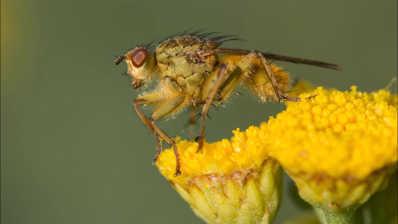Sigma 105MM F/2.8 EX DG OS HSM Macro Objektif 