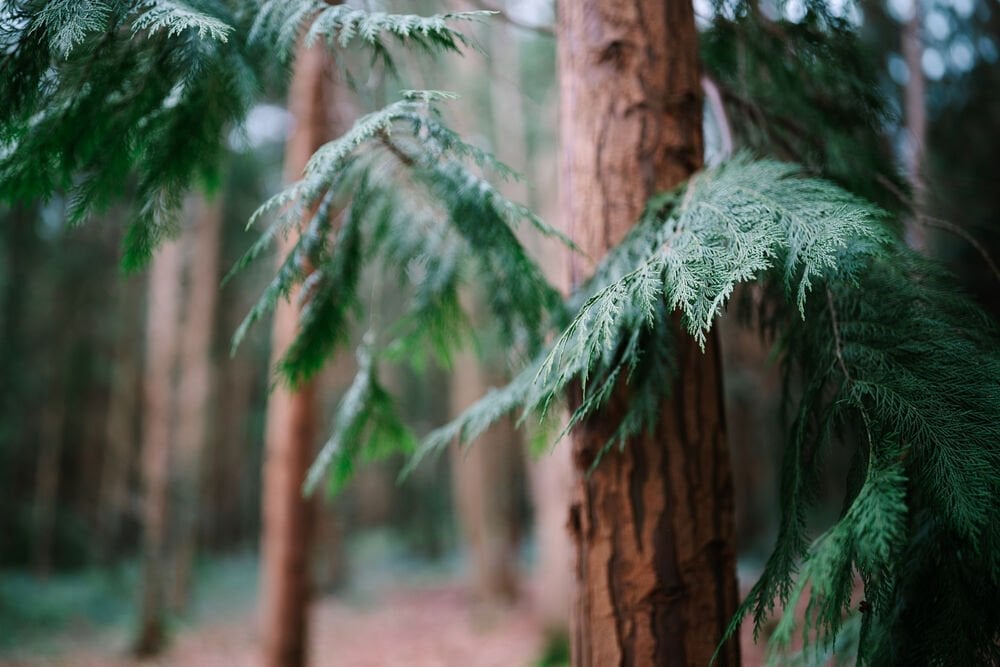 Sigma 35mm f/1.2 DG II Art detay