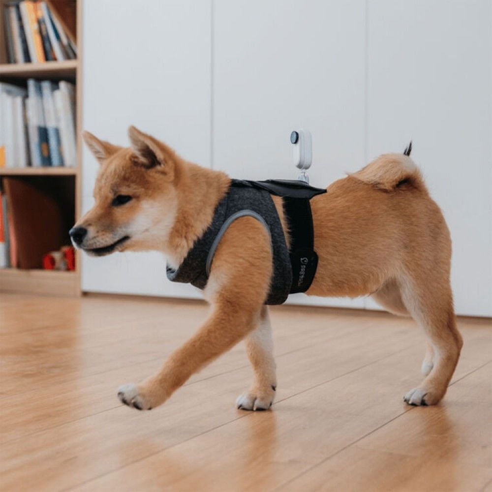 Insta360 GO 2 Pet Strap Mount – farklı açıdan görünüm Insta360 GO 2 Pet Strap Mount farklı açıdan görünüm