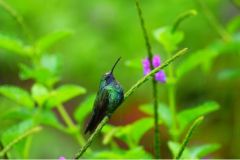 Sony FE 400-800mm f/6.3-8 G OSS Lens (HEMEN KARGO)